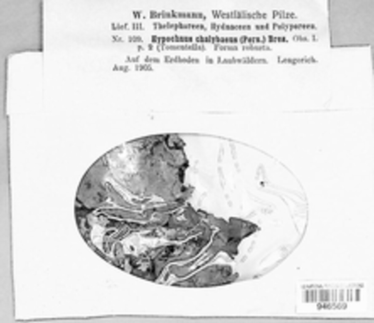 Thelephora atra image